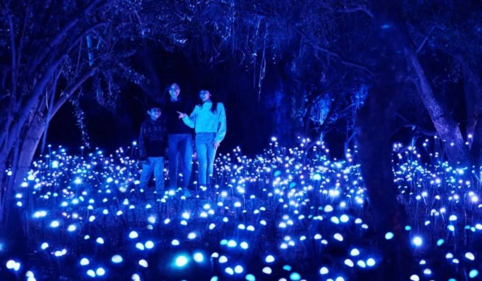 Here’s a look at the magical nighttime walk that will transform this Mexico City forest: Light Cycles returns to Chapultepec with a mind-blowing auditory and visual journey through nature