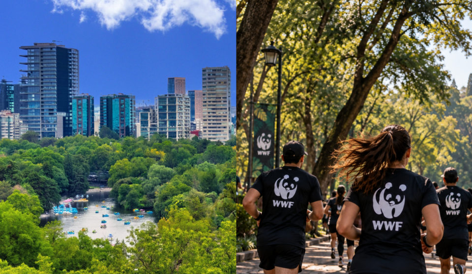 Let’s run for the jaguar! Everything you need to know about the first WWF 2026 Race in Chapultepec Forest