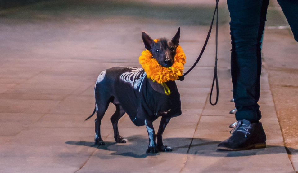 There will be a Xoloitzcuintle walk in the Historic Center! Date, route, and free festival