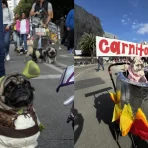 Video of the Pug Parade in Mexico City to Bellas Artes