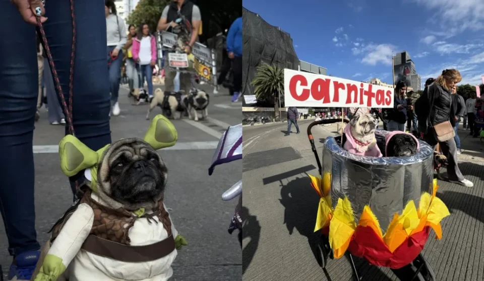 Video de la marcha de pugs en CDMX hacia Bellas Artes