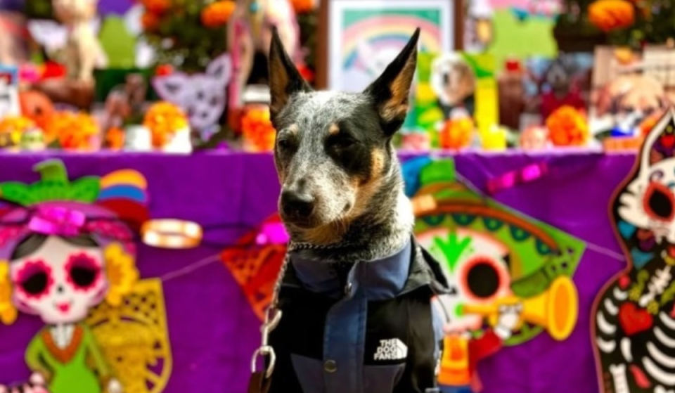 Bring a photo of your pet who has passed away! There will be a massive offering in Coyoacán