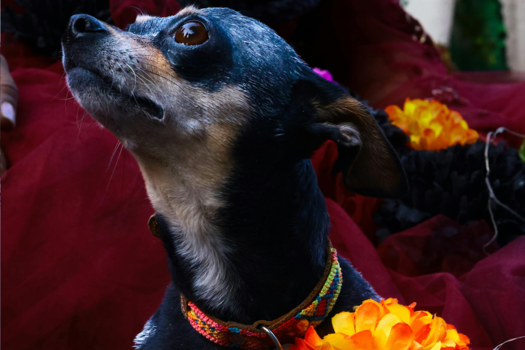 Día de Muertos para Mascotas en CDMX