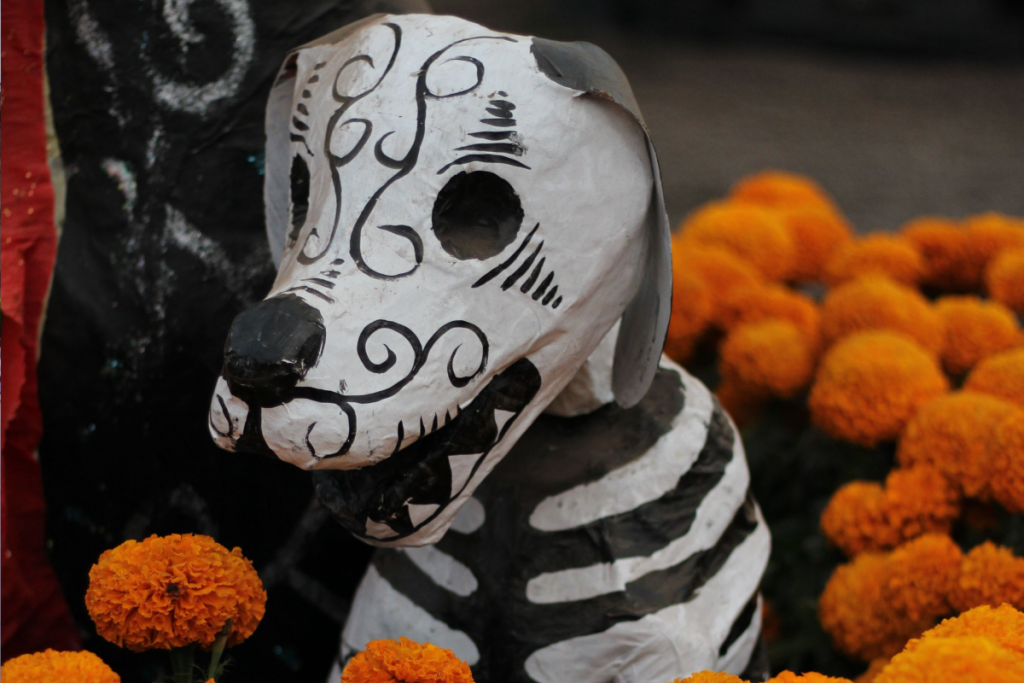 Día de Muertos para Mascotas en CDMX