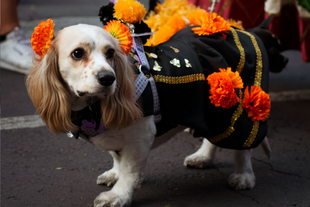 Día de Muertos para mascotas en CDMX: ofrendas, pasarelas y eventos en CDMX para recordar a tus perritos y gatitos