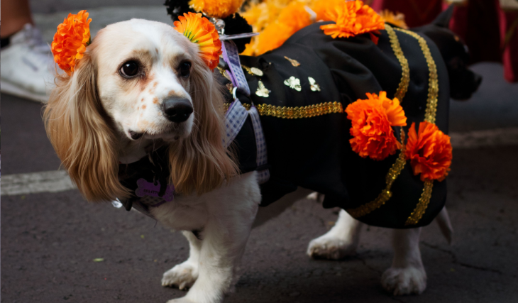 Día de Muertos para mascotas en CDMX: ofrendas, pasarelas y eventos en CDMX para recordar a tus perritos y gatitos