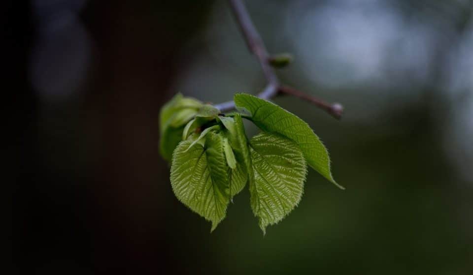 Genève : La première feuille du marronnier de la Treille a éclos, annonçant le printemps !