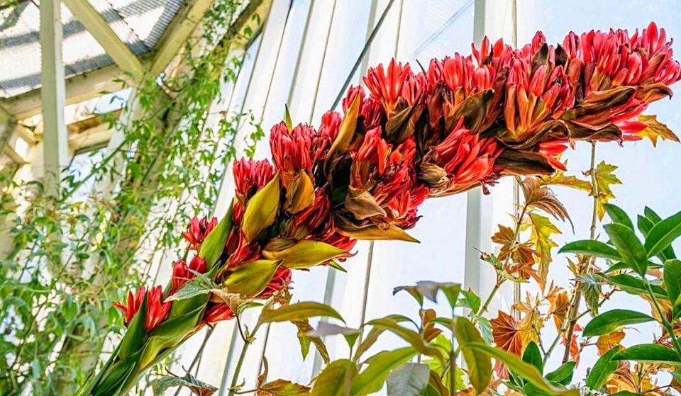 Planté il y a 40 ans, un lys géant fleurit pour la première fois