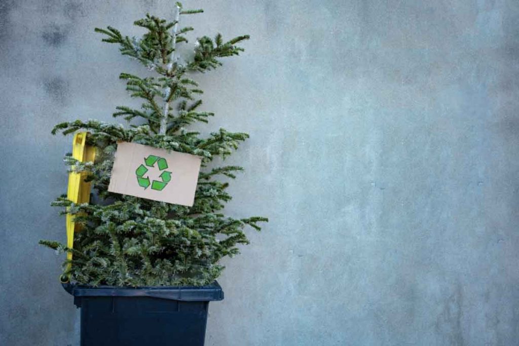 reciclaje de árbol de navidad Guadalajara