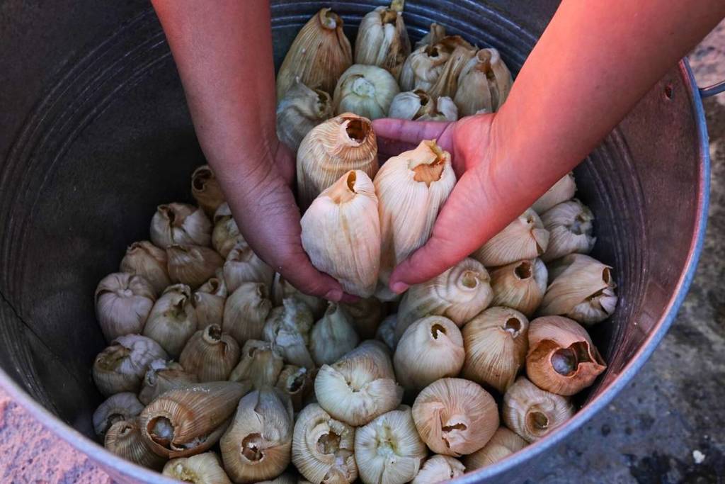 mejores tamales de guadalajara