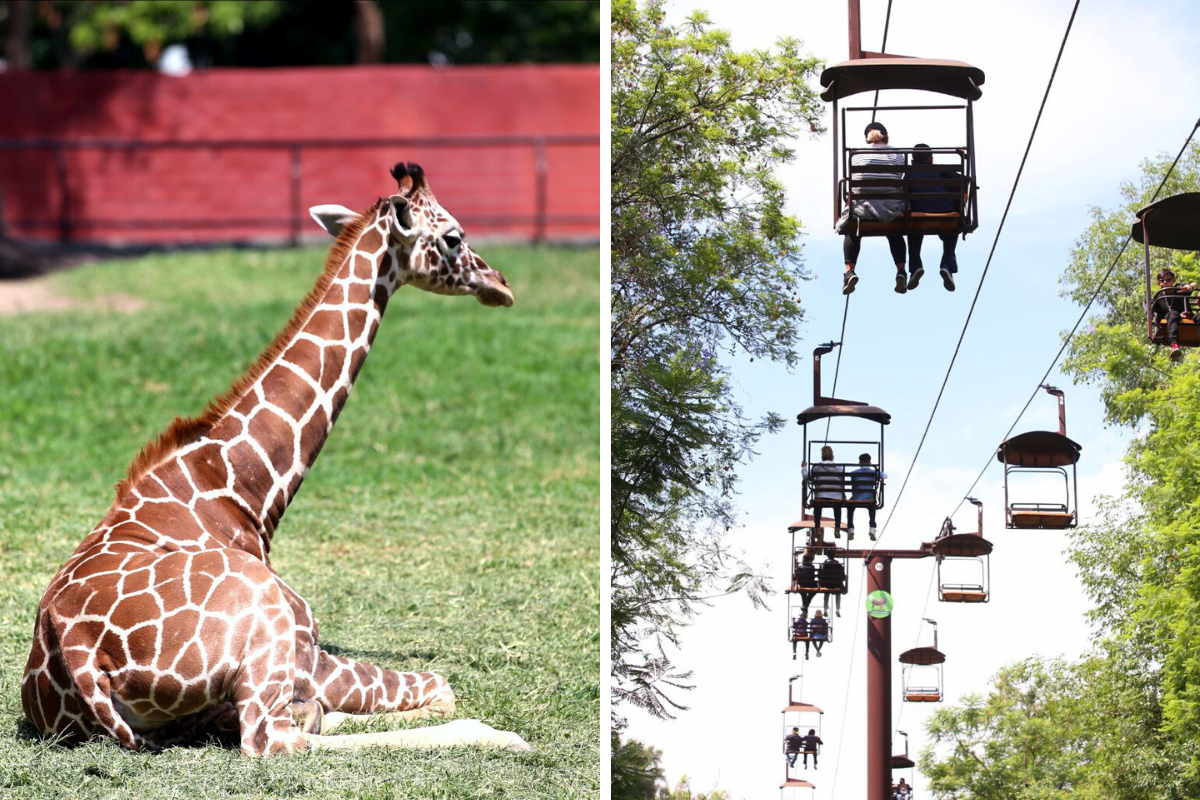 Entradas a 35 pesos para el Zoológico Guadalajara por su cumple
