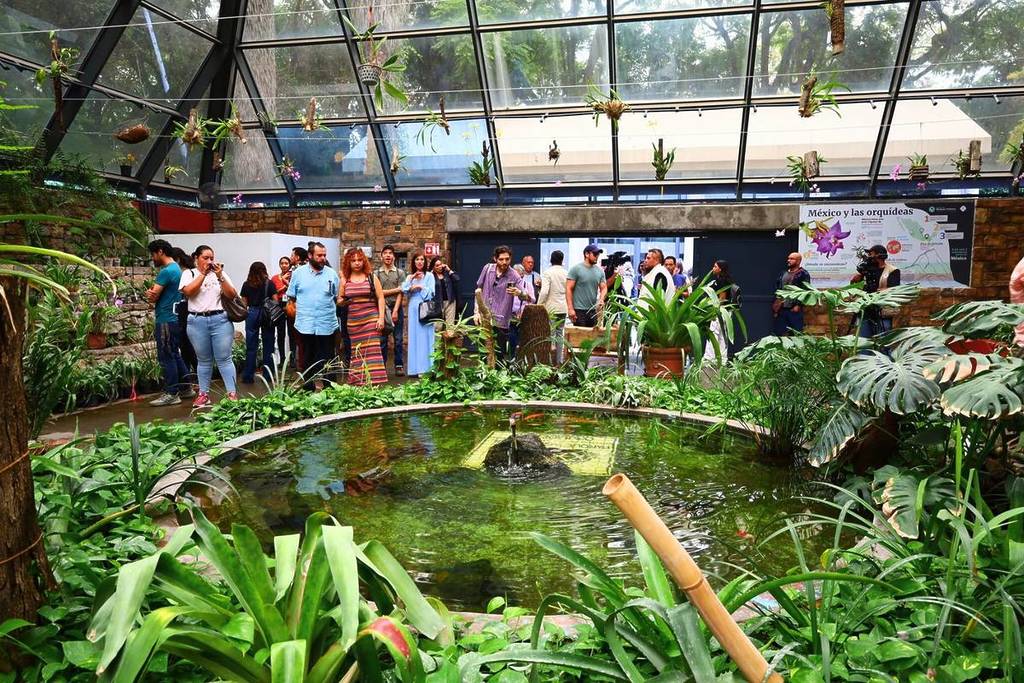 planes niños guadalajara