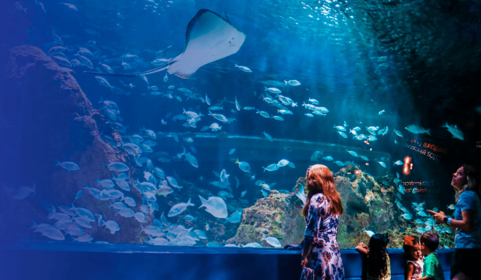 Campamento familiar en el Acuario Michin, ¡un planazo!