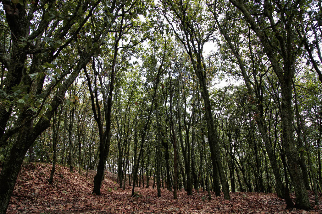 Bosque La Primavera Festival