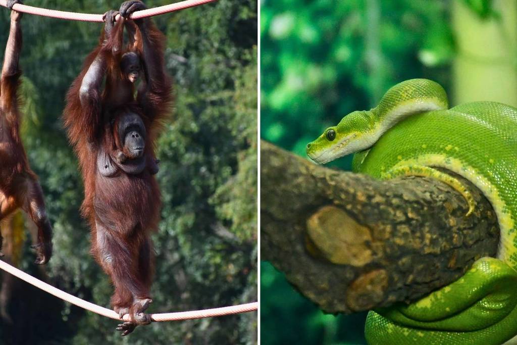 Zoológico Guadalajara