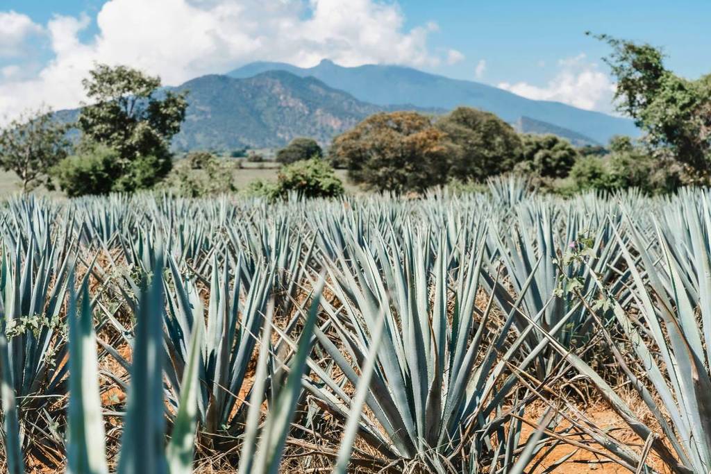 Tequila Express train