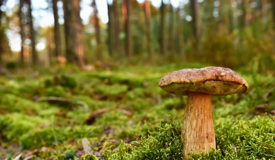 Fungi Film Festival: el único festival de cine dedicado a los hongos llega a Guadalajara
