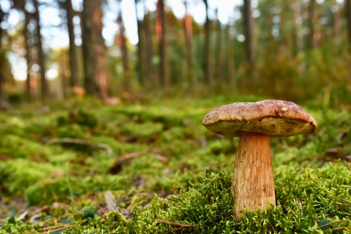 Fungi Film Festival Guadalajara