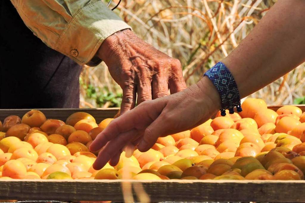 Fiesta de la Ciruela y el Mango
