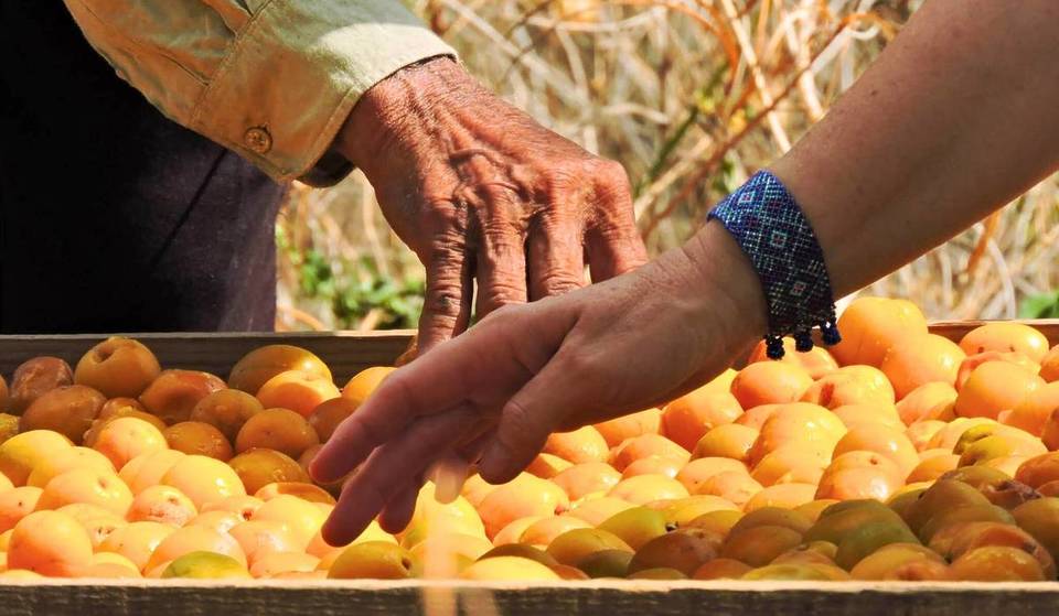 Ya viene la Fiesta de la Ciruela y el Mango en Tequila