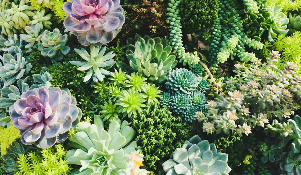 Visita Plant Fest en Guadalajara y súrtete de plantitas desde $20