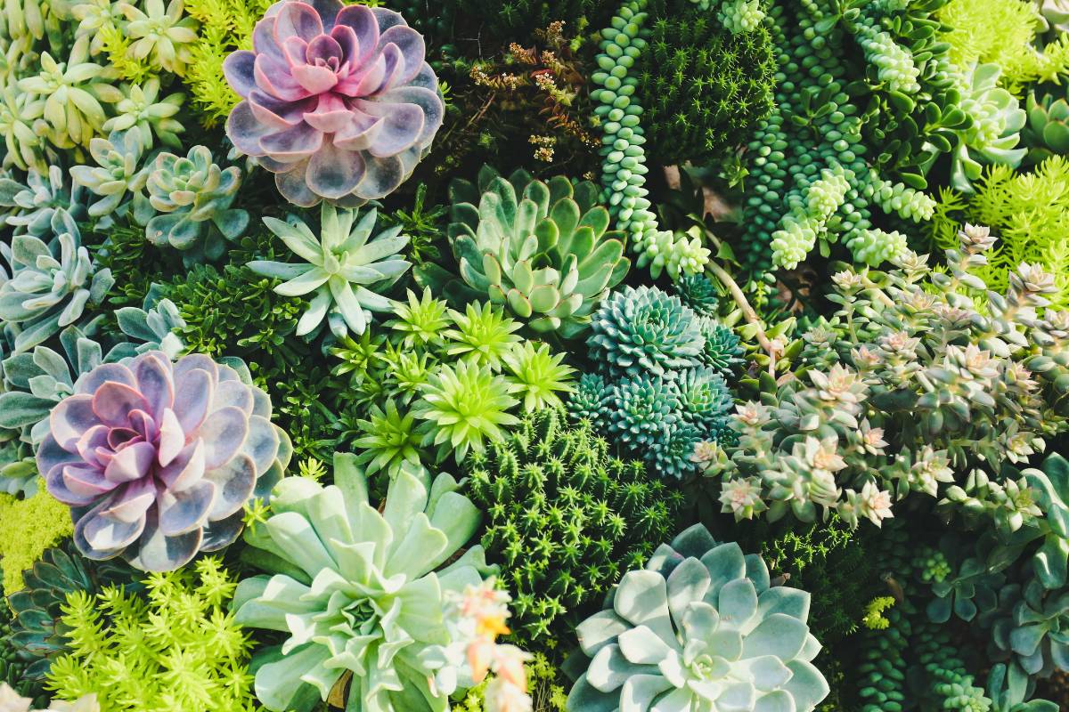Plant Fest Guadalajara