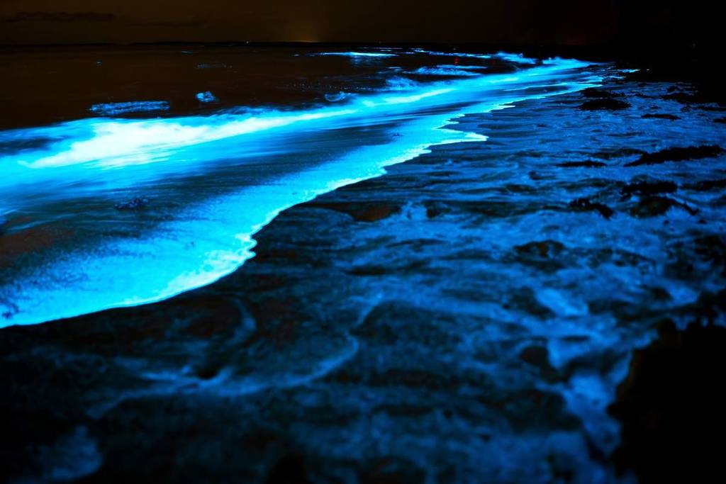 playa jalisco ver luminiscencia
