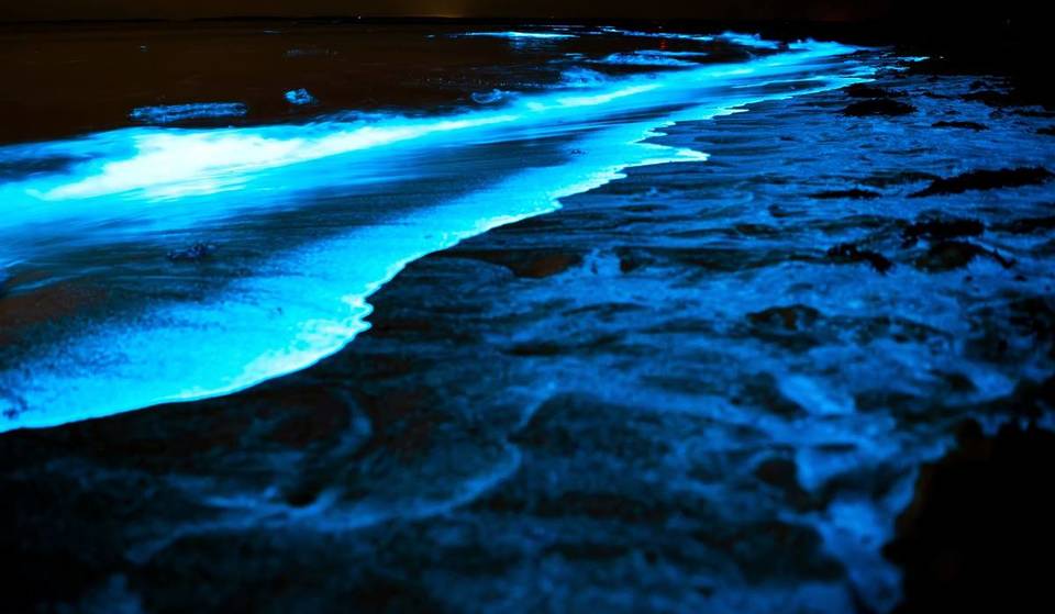 La playa secreta de Jalisco donde puedes ver bioluminiscencia todo el año