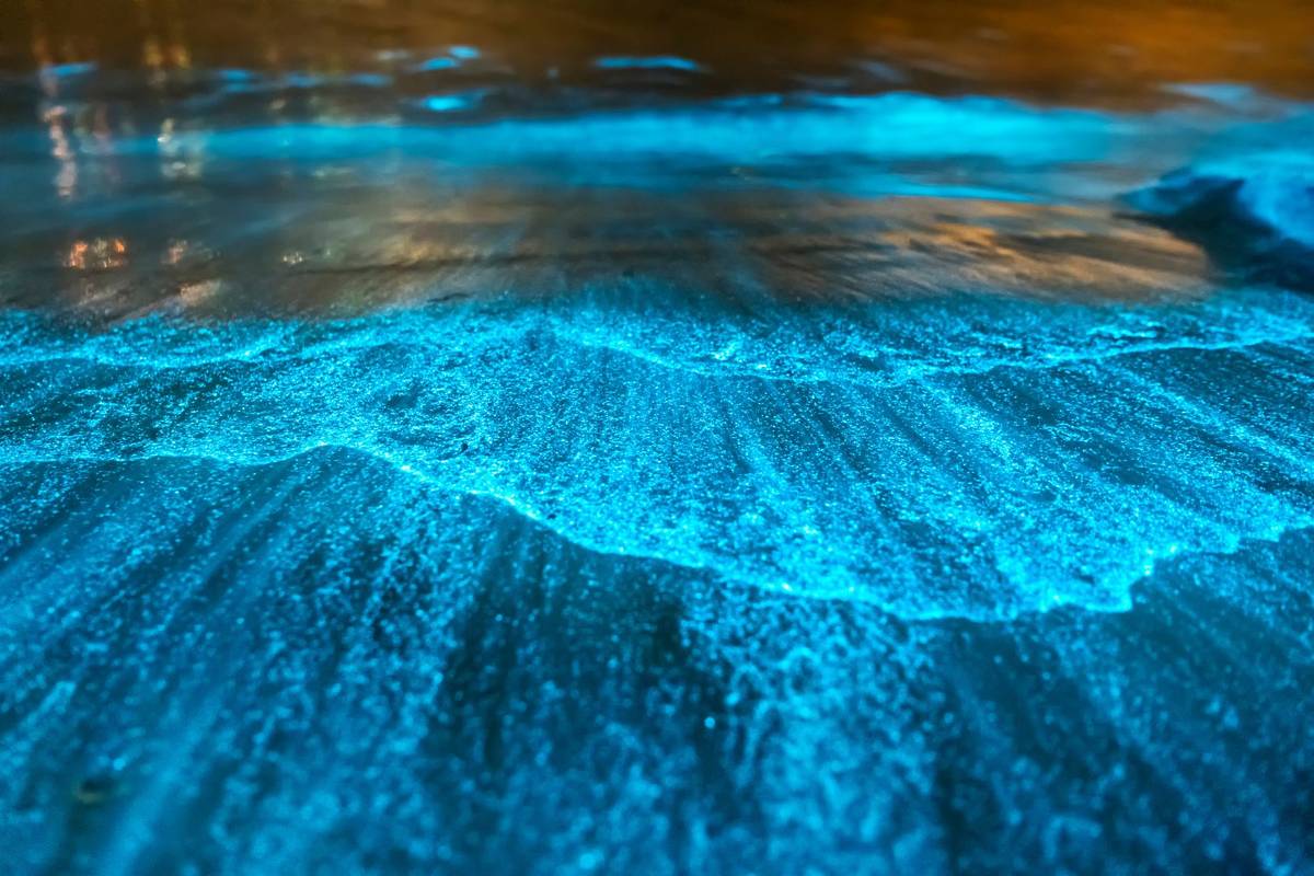 playa jalisco ver luminiscencia