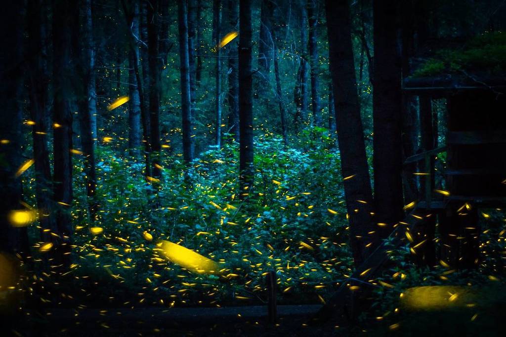 mejores lugares ver luciérnagas