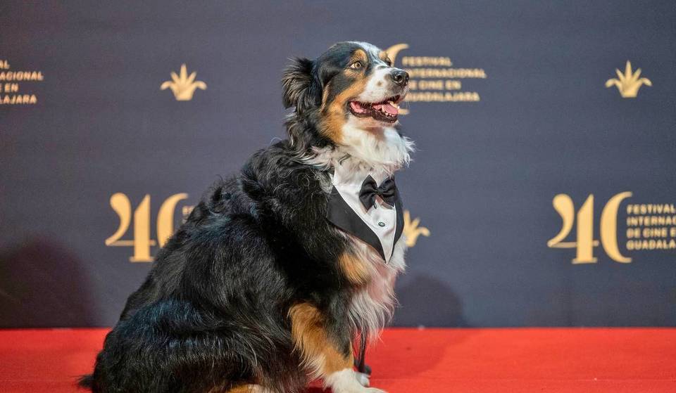 Conoce la historia de Totopo, el perrito de la Cineteca que conquistó el Festival de Cine de Guadalajara