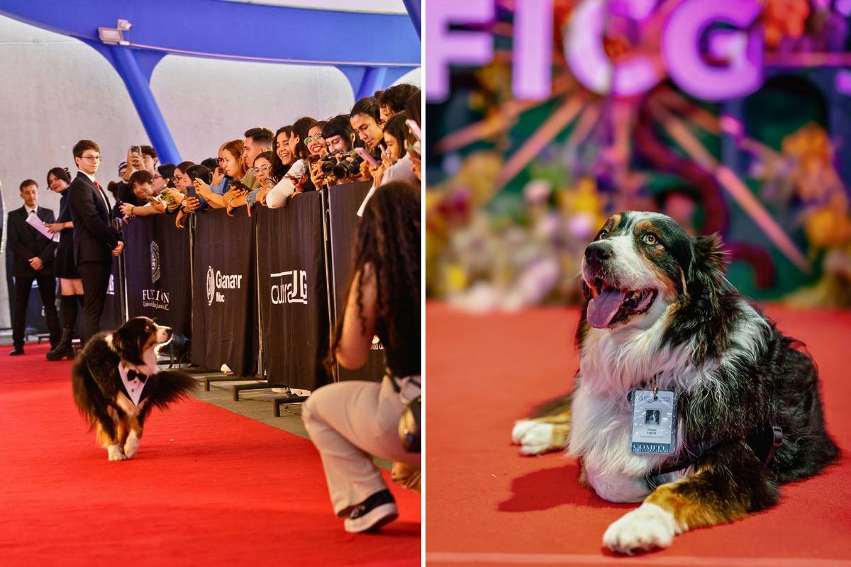 Totopo perrito Cineteca
