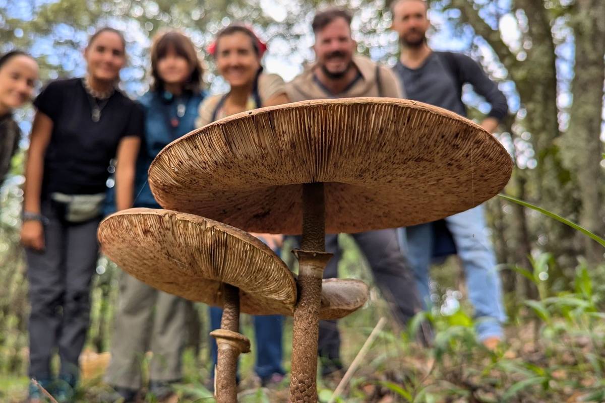 Picnic y Hongos en el Bosque