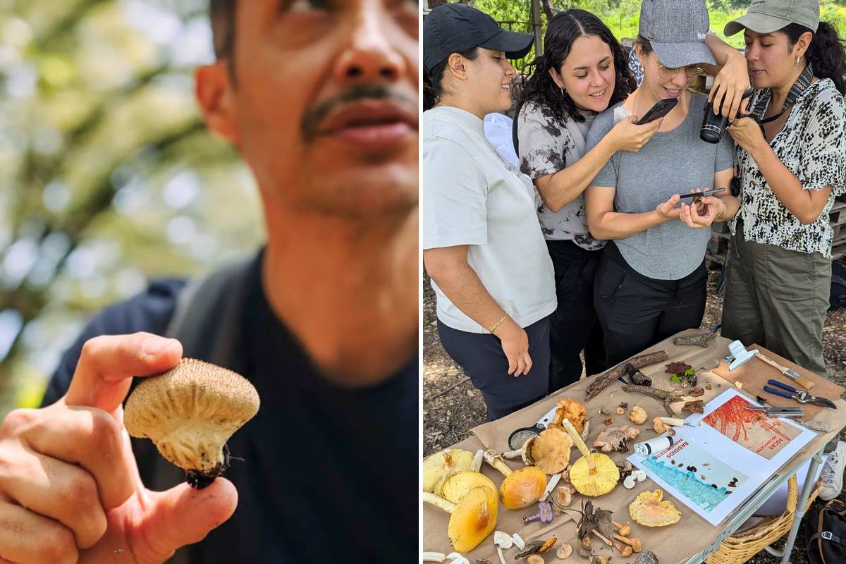 Picnic y Hongos en el Bosque