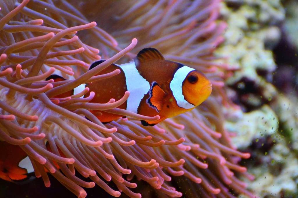 acuario michin guadalajara promoción