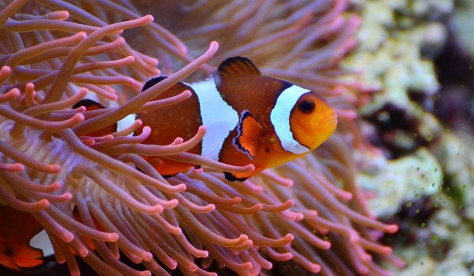 Este verano visita el Acuario Michin de Guadalajara en promoción por solo $99 pesos