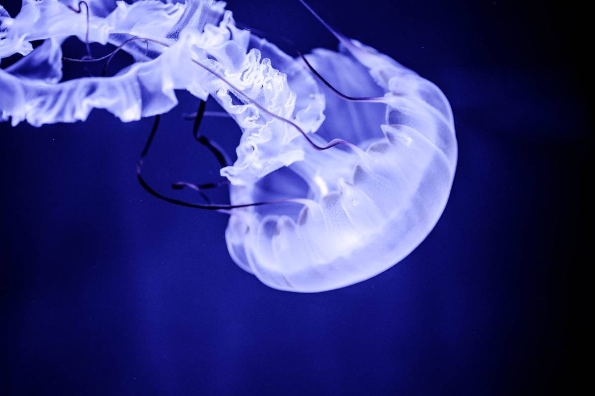 acuario michin guadalajara promoción