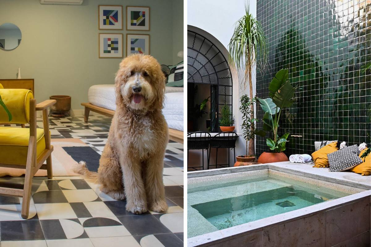 Mejores hoteles pet-friendly Guadalajara