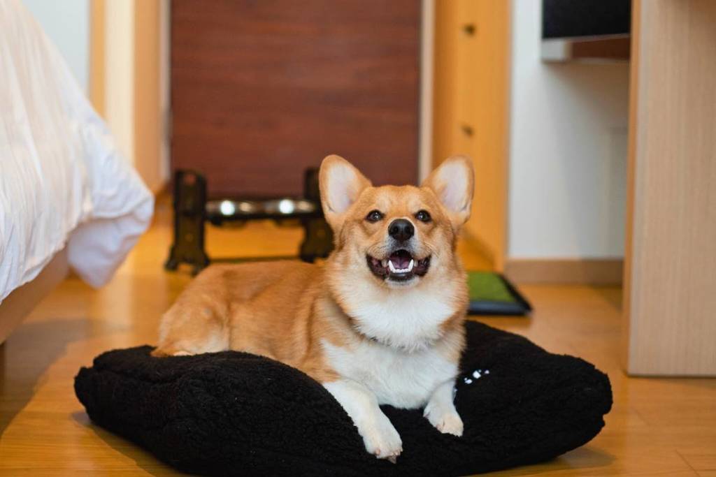 Mejores hoteles pet-friendly Guadalajara