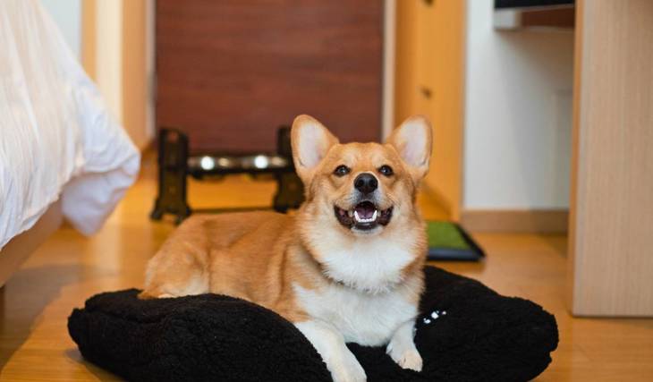 Los 10 mejores hoteles pet-friendly en Guadalajara