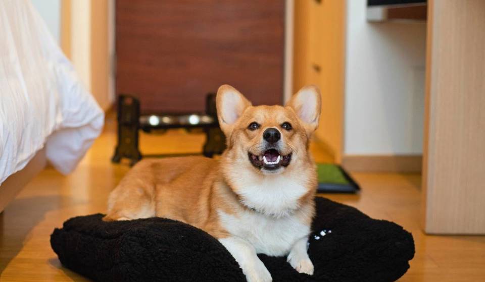 Los 10 mejores hoteles pet-friendly en Guadalajara