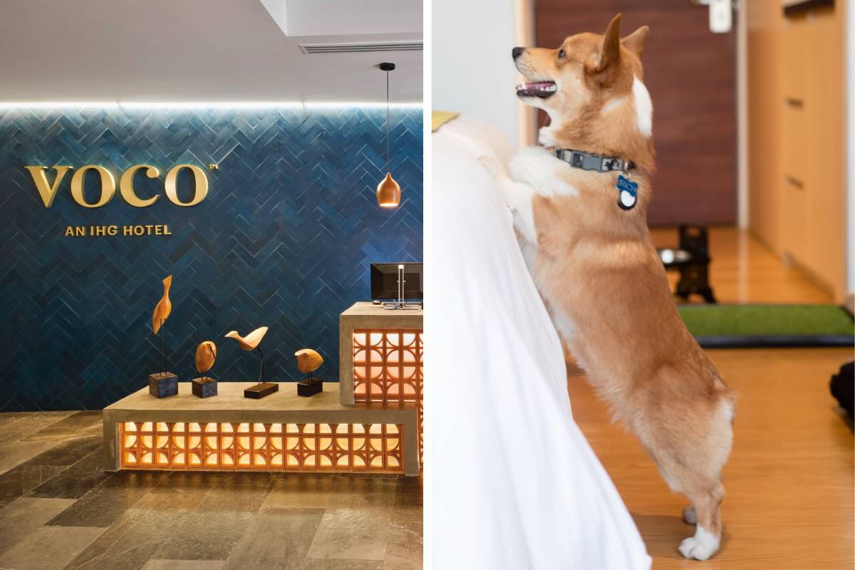 Mejores hoteles pet-friendly Guadalajara