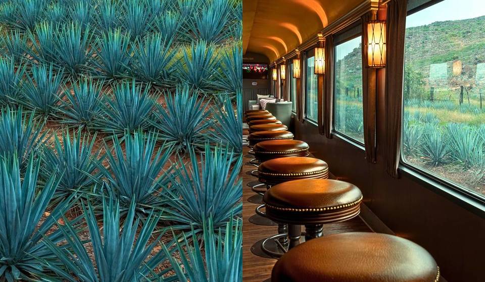 Plan for Independence Month: Explore the agave landscape on the Tequila Express train