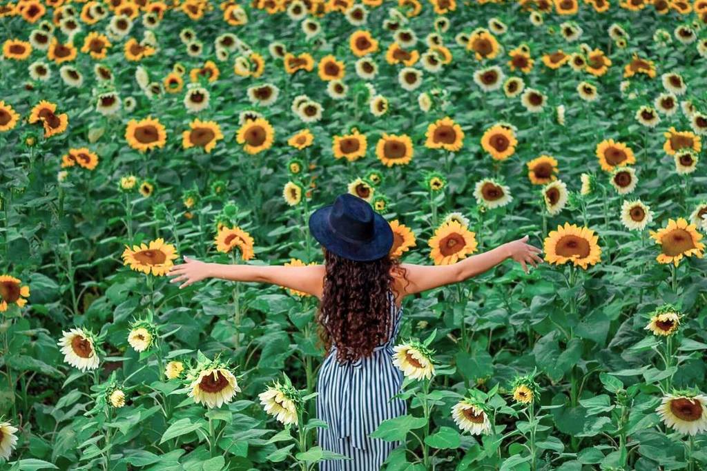 campo girasoles cerca guadalajara