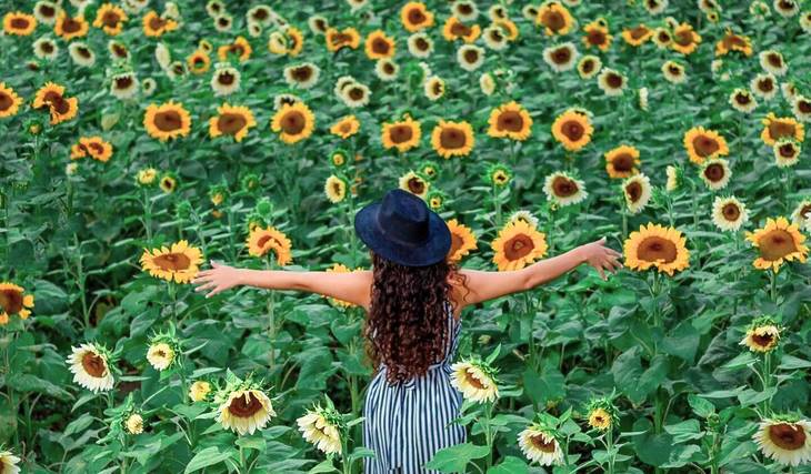 El campo de girasoles más espectacular cerca de Guadalajara regresa este verano