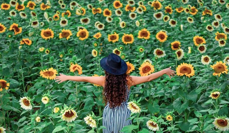 El campo de girasoles más espectacular cerca de Guadalajara regresa este verano