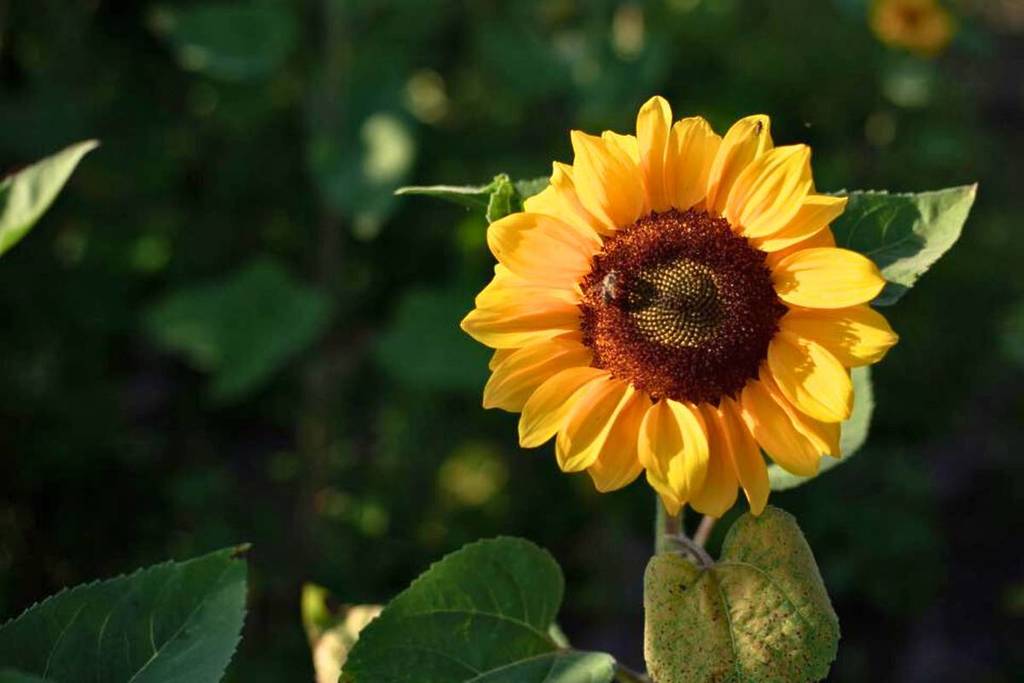 sunflower fields near Guadalajara