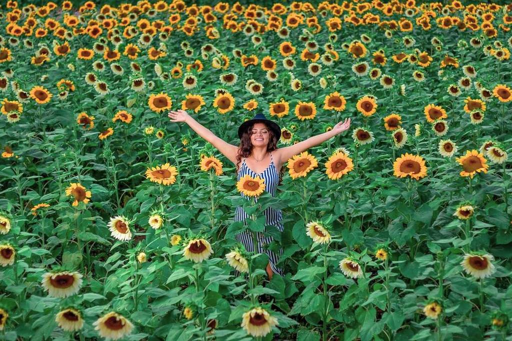 sunflower fields near Guadalajara