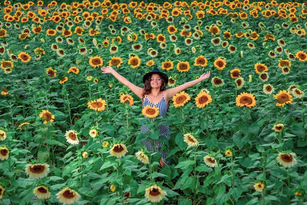 campo girasoles cerca guadalajara