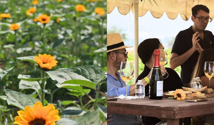 Degusta vinos exclusivos con esta cata en un campo de girasoles, una experiencia única cerca de Guadalajara